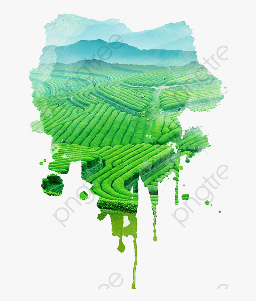 Green Tea Hand Painted - 3w Clinic Green Tea Foam Cleansing, HD Png Download