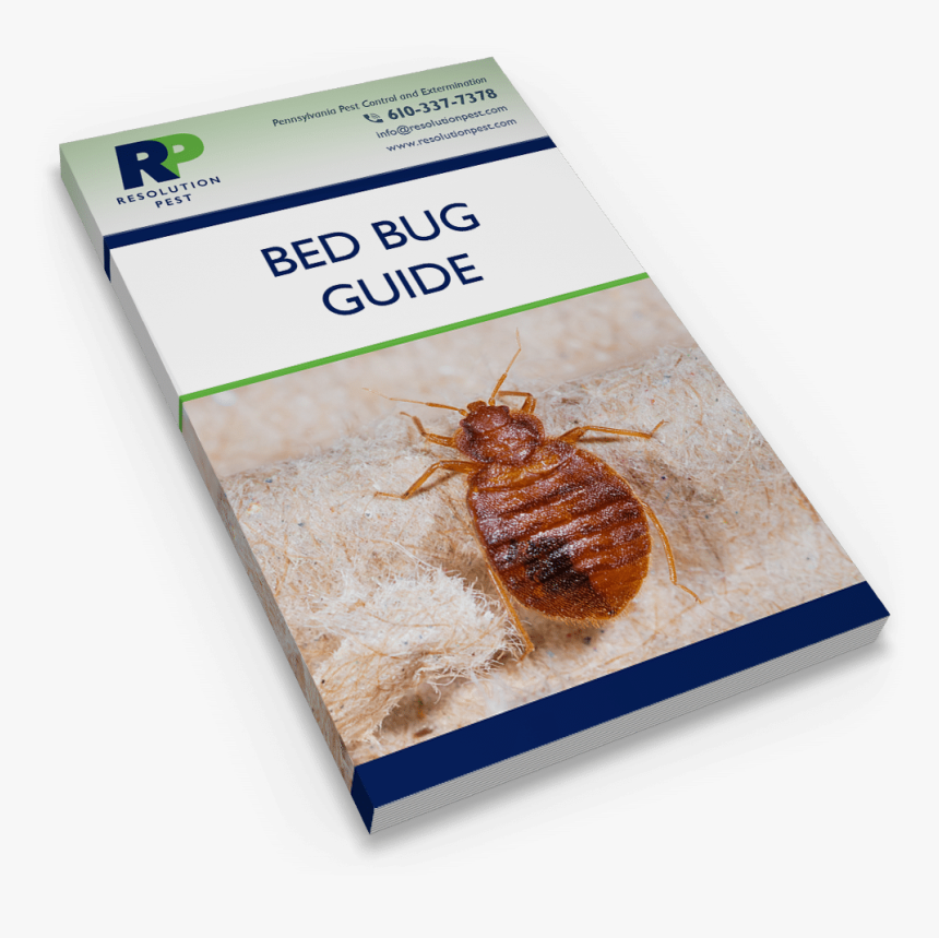 Transparent Bed Bug Png - Cockroach, Png Download