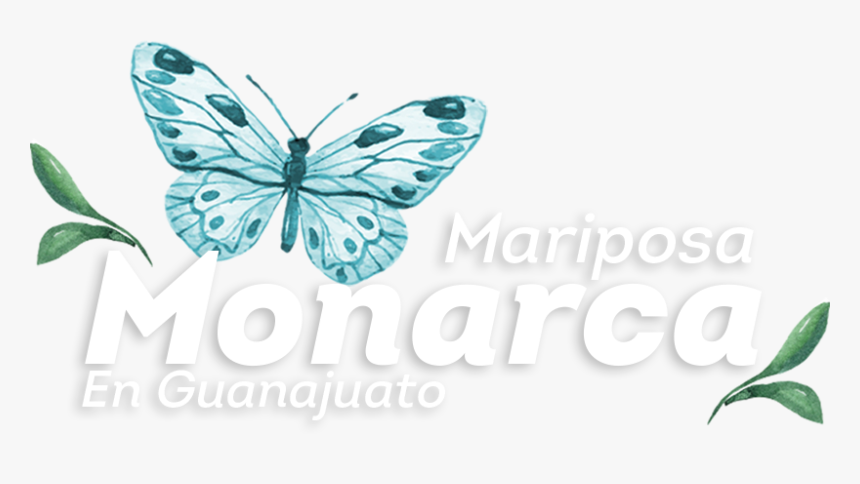 Borboletas Para Topo De Bolo, HD Png Download