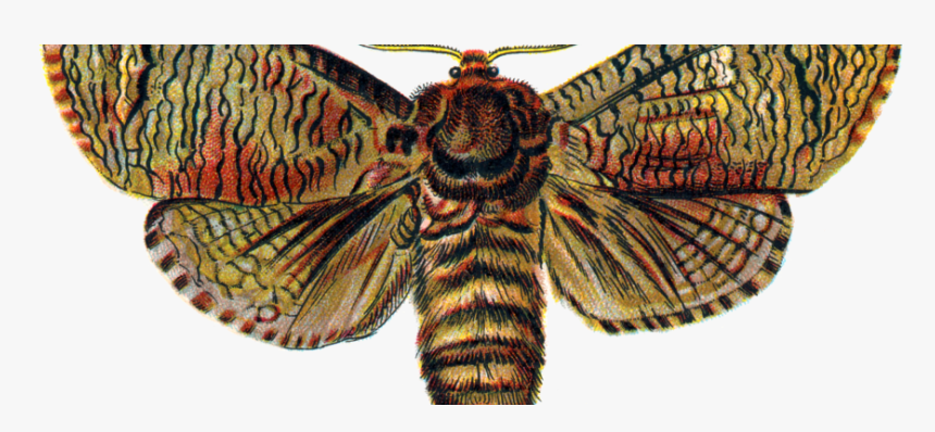 Top 5 Mariposas De España - Moth Png, Transparent Png