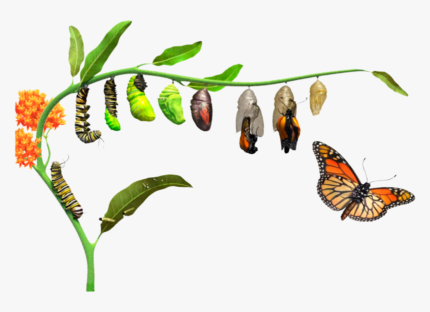 Caterpillar To Butterfly Stages, HD Png Download