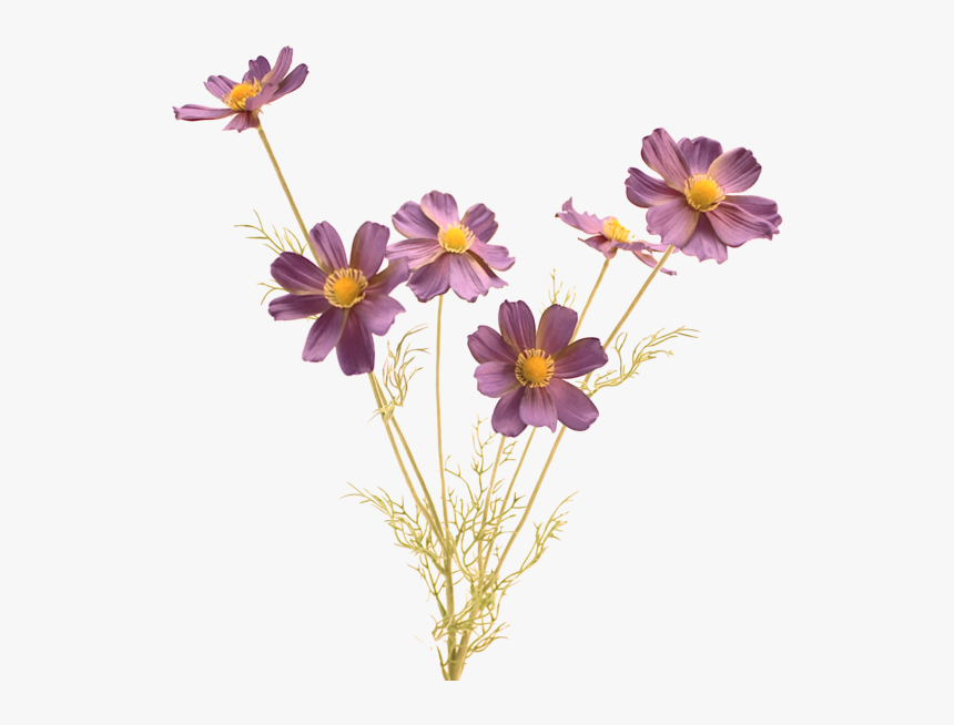 Luxury Purple Blue Cosmos - Flirty Good Morning Message For Him, HD Png Download