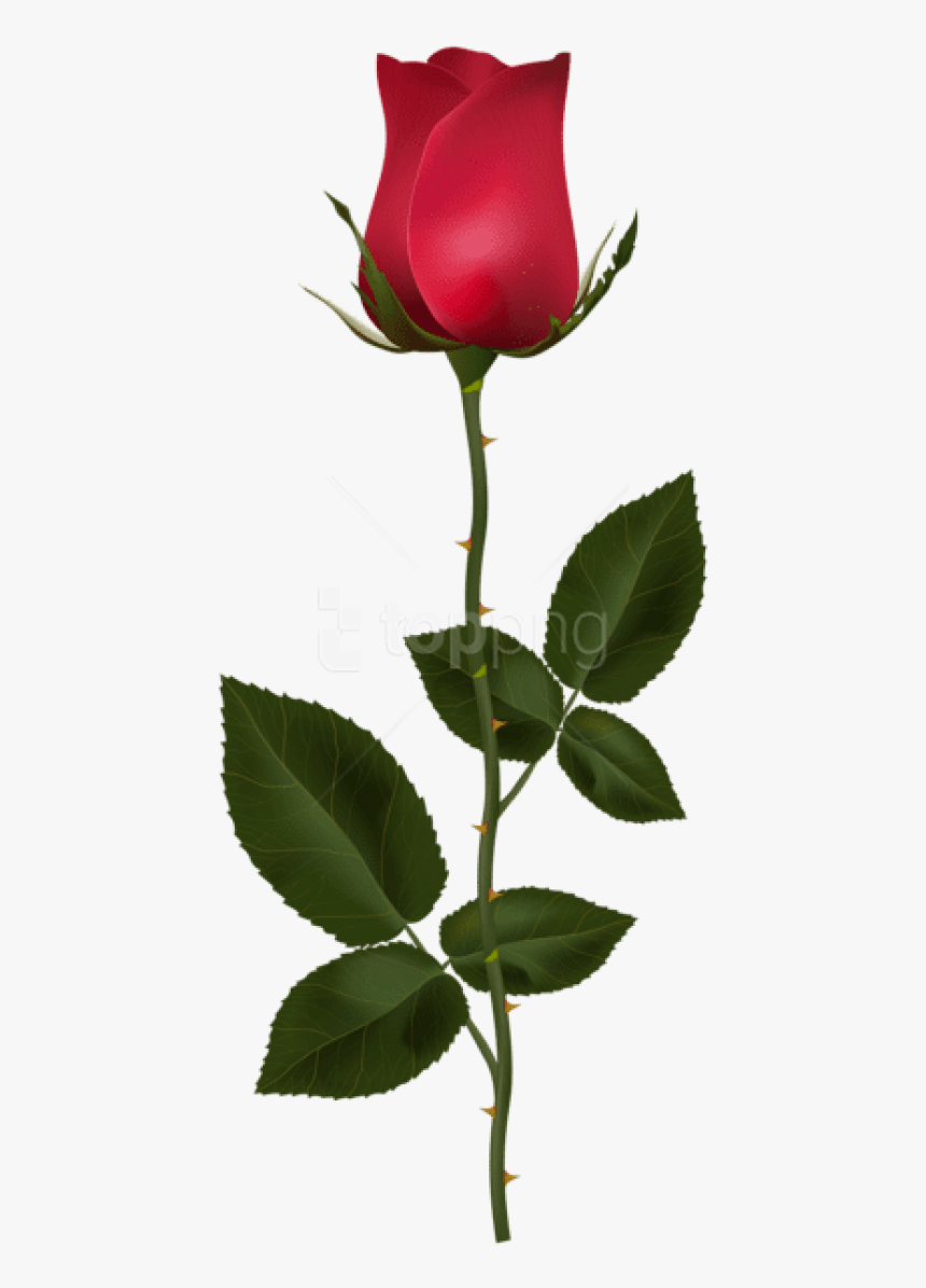 Download Red With Images - Rose With Stem Png, Transparent Png
