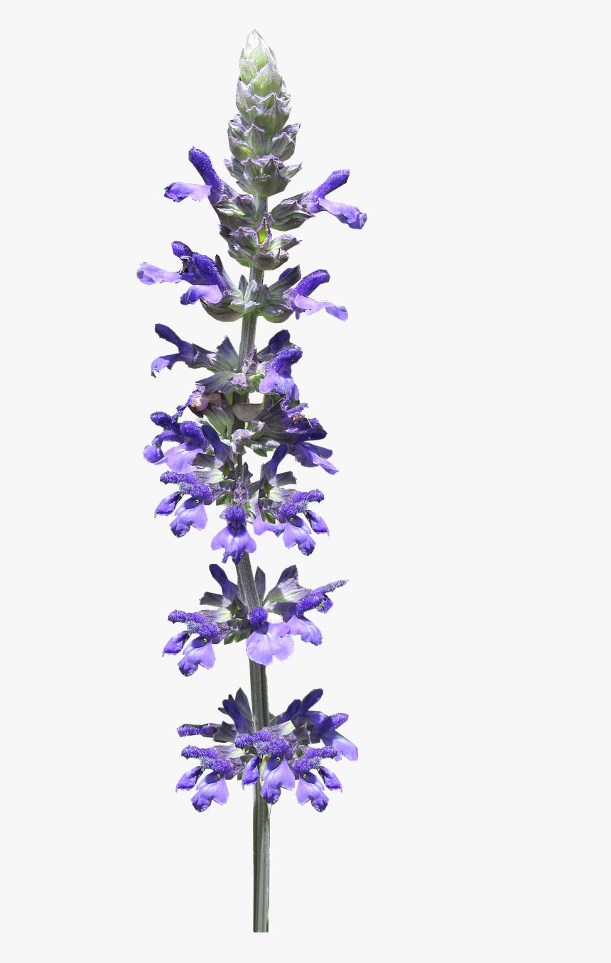 Flower Stem Blue Free Photo - Lavender Flower Stem Png, Transparent Png