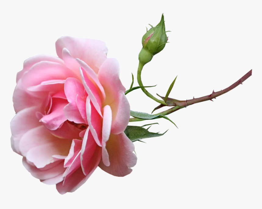 Flower, Pink, Fragrant, Rose, Stem, Bud, Cut Out - Garden Roses, HD Png Download