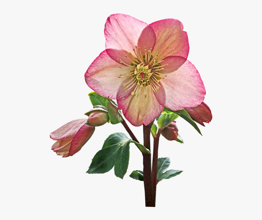 Flower, Helebore, Pink, Stem, Cut Out, Isolated, Garden - Hellebore, HD Png Download