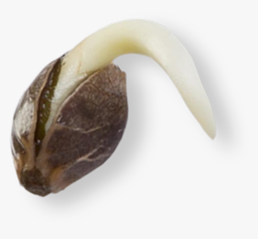 Germinated Seeds Transparent, HD Png Download