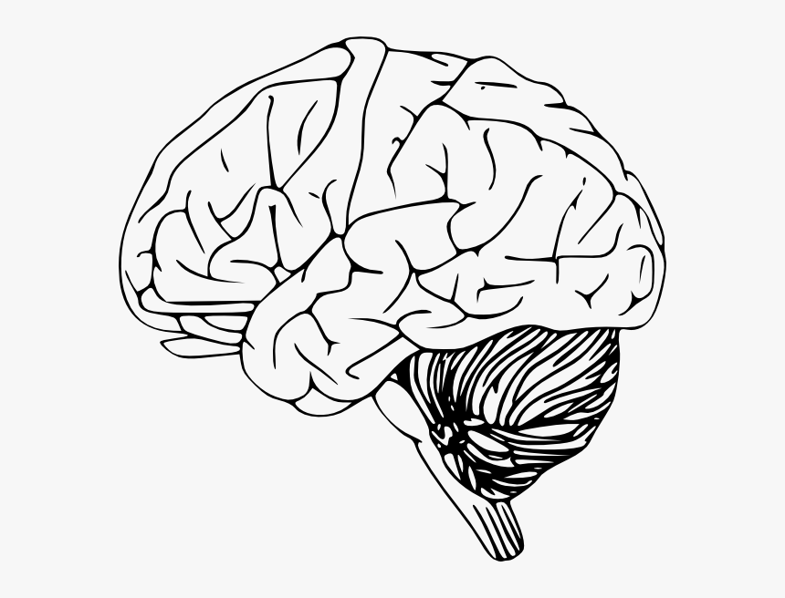 Free Brain Clipart Black And White Image - Brain Clip Art, HD Png Download