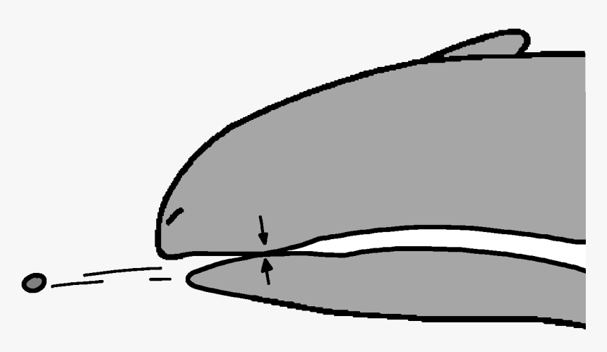 Bone Clip Pebble - Whale, HD Png Download