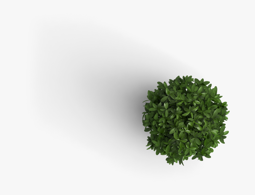 Trees Top View Png - Plant Png, Transparent Png
