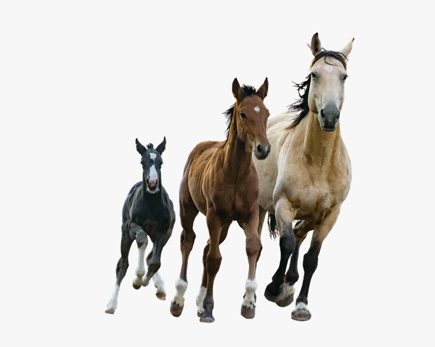 Foal - Small Medium Large Horses, HD Png Download