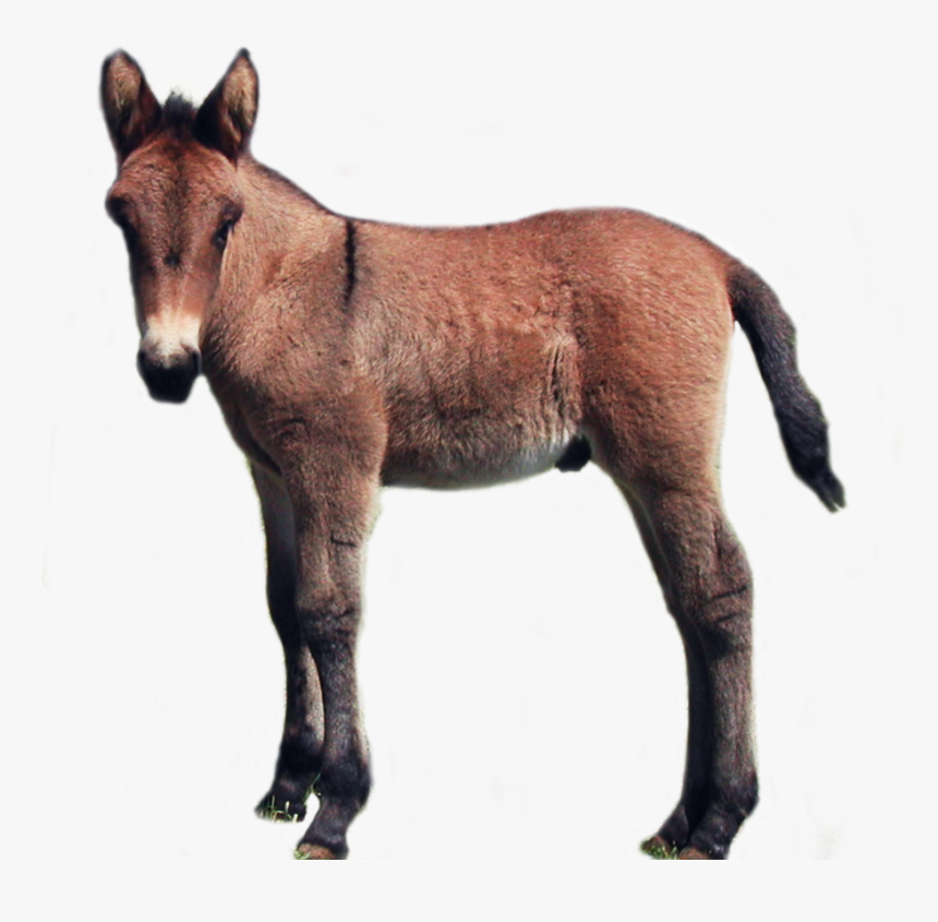 Baby Donkey Laying Down Transparent Background , Png - Foal Png, Png Download