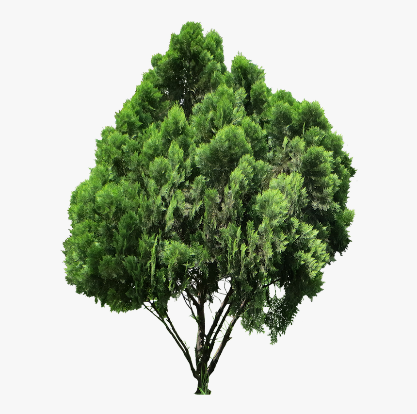 20 Livre Árvore Png Imagens - Oriental Arbor Vitae Png, Transparent Png