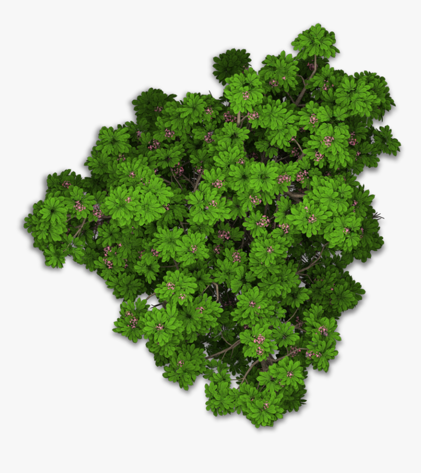 Www - Playcast - Ru - Bushes Png - Tree Png Top View - Plant Top View Png, Transparent Png