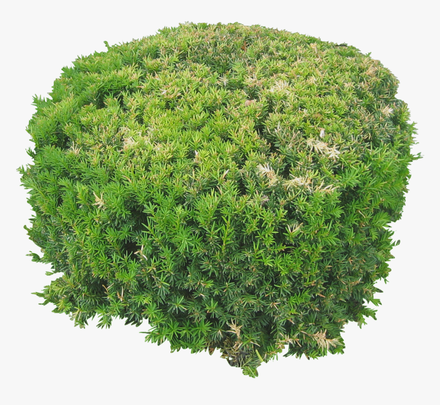 Plants Flowers Png Image Top View - Png Trees And Plants Free Download, Transparent Png