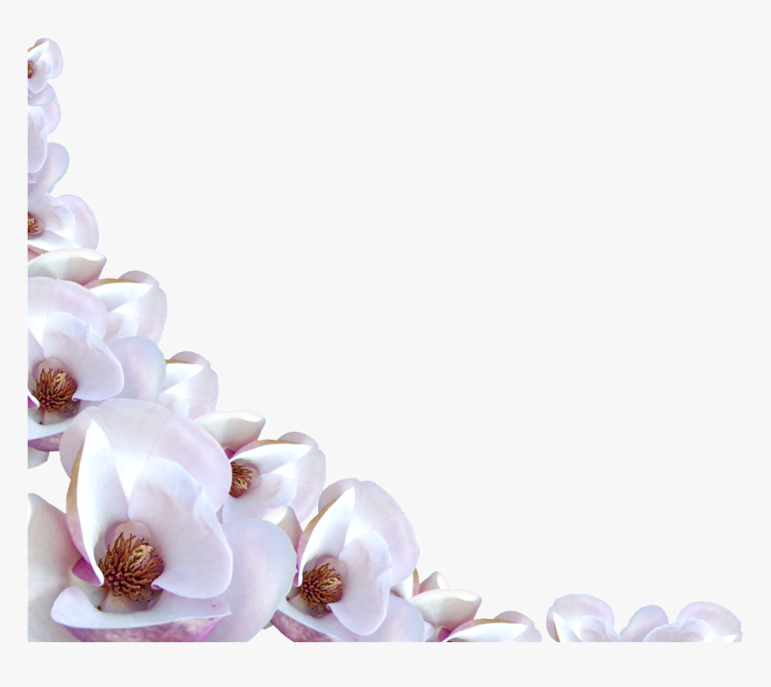 Magnolia-family - Transparent Background Flower Border, HD Png Download