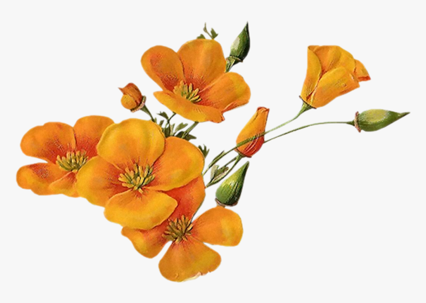 #bloom #flower #border #flowers #white #bouquet #multiple - Transparent Background Orange Flowers Png, Png Download