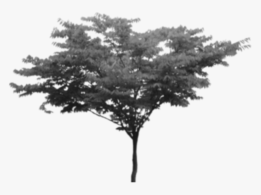 Transparent Background Tree Png Transparent, Png Download