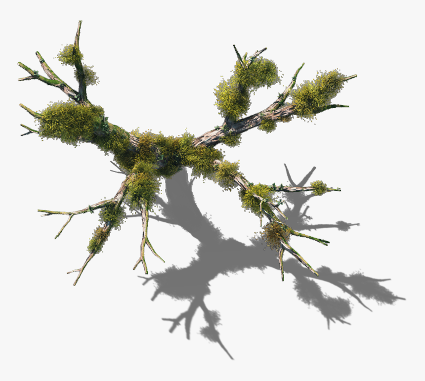 06 Feb - Dundjinni Swamp Tree, HD Png Download