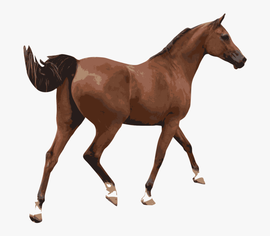 Foal,mare,horse - Imagenes De Un Caballo Png, Transparent Png