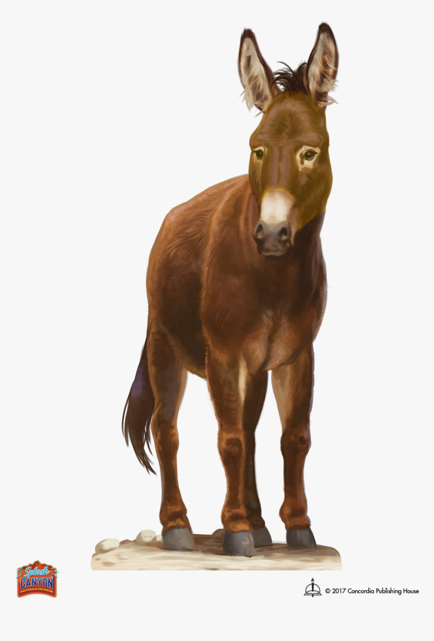 Free Resources Splash Canyon - Burro, HD Png Download