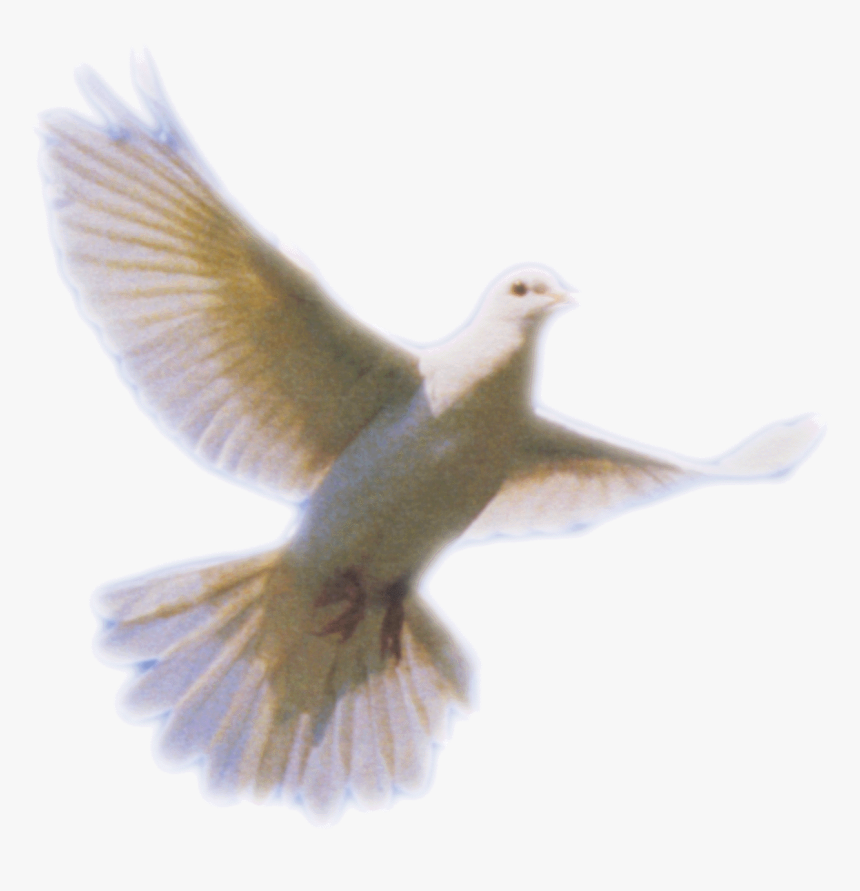 Sacred Heart Is Open Sacred Heart School Dunedin - Doves For Funeral Program, HD Png Download