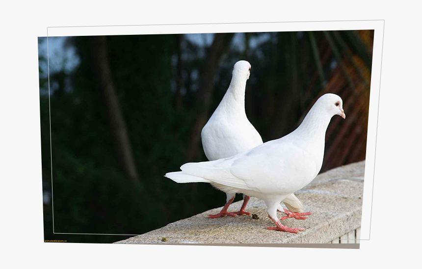 Transparent Wedding Dove Png - White Two Pigeon Bird, Png Download