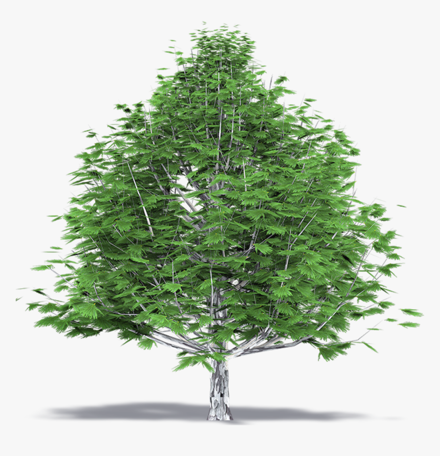 Beechwood Tree Top View , Png Download - Christmas Tree, Transparent Png