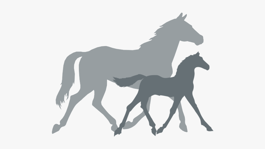 Anti Horse Racing, HD Png Download