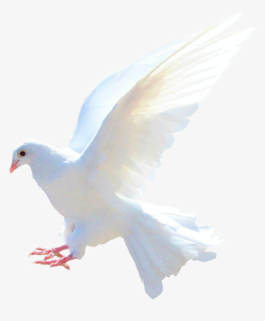 Dove Png - Dove - Dove Png, Transparent Png