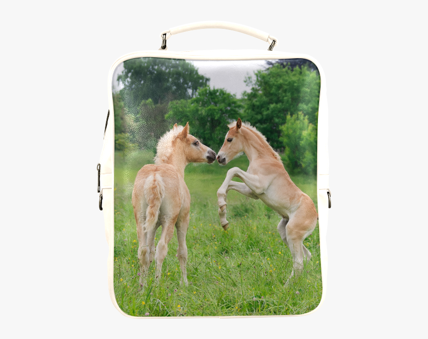 Haflinger Horses Cute Funny Pony Foals Playing Horse - Foals Playing, HD Png Download