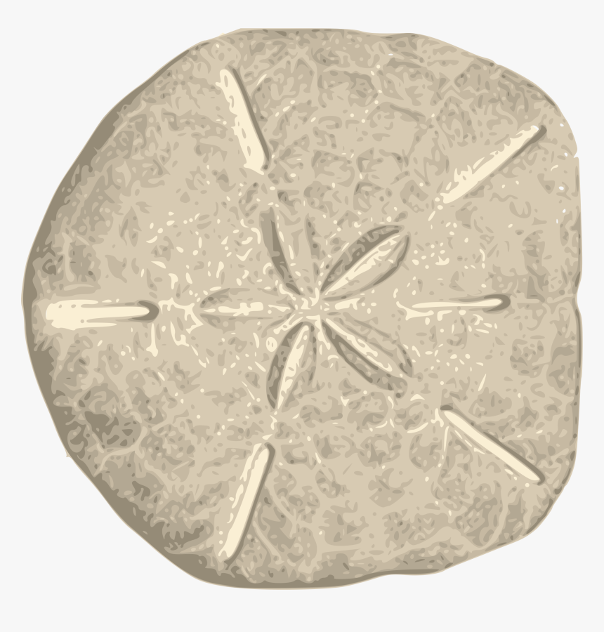 Sand Dollars Clipart - Sand Dollar Png, Transparent Png