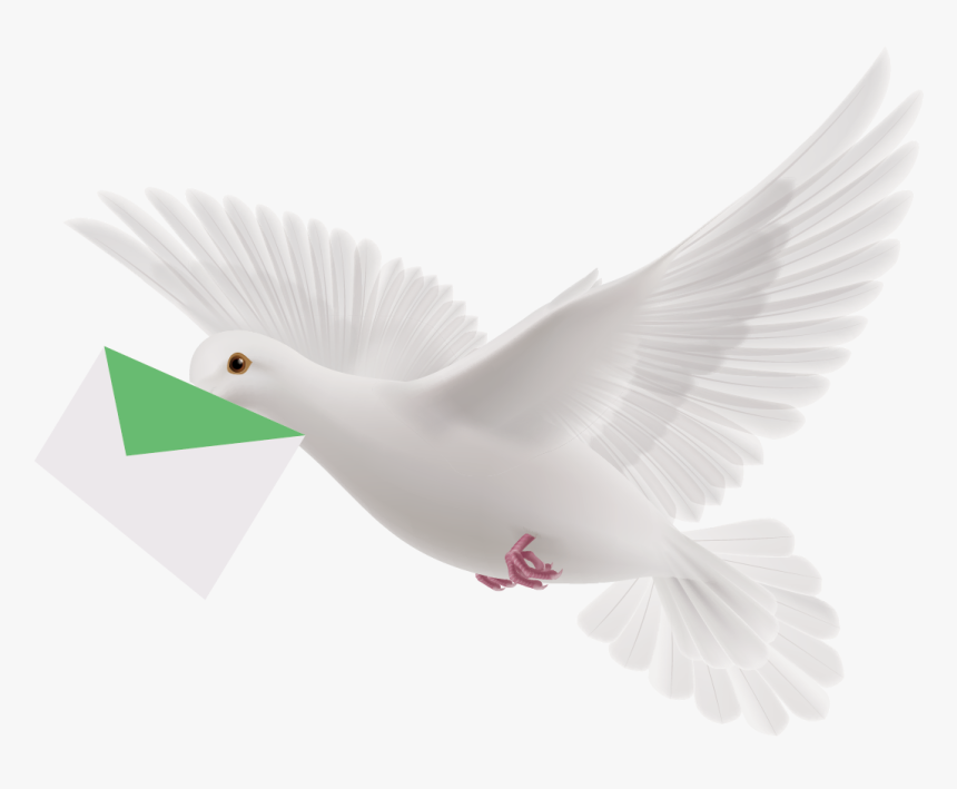 Pigeon Png - White Flying Pigeon Png, Transparent Png