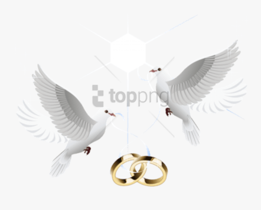 Transparent Wedding Dove Png, Png Download