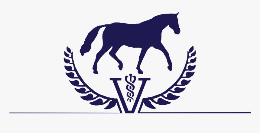 Stallion, HD Png Download