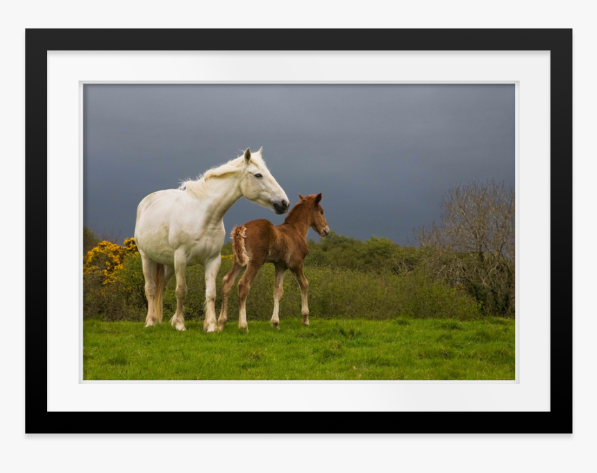 Stallion, HD Png Download