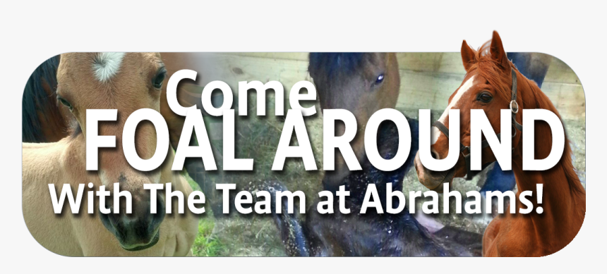 Stallion, HD Png Download