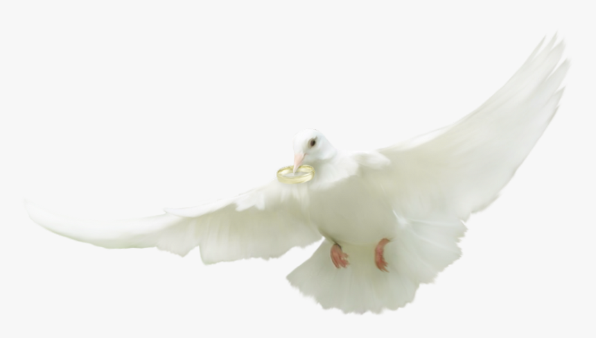 ♥ Tube Mariage - European Herring Gull, HD Png Download
