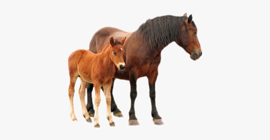 #horse #mare #foal - Horse With Colt Png, Transparent Png