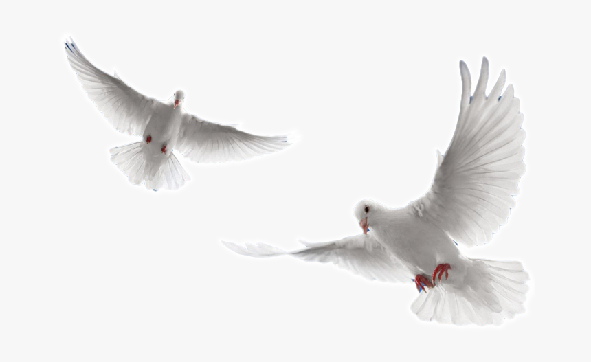 Arctic-tern - Dove Flying Png, Transparent Png