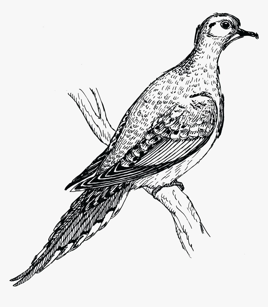 Transparent Holy Spirit Dove Clipart, HD Png Download