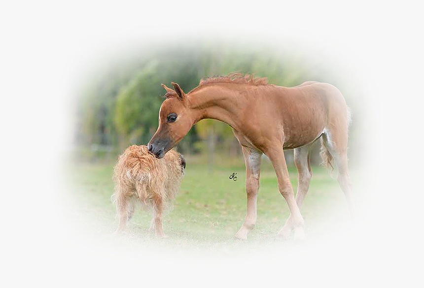 It Was An Amazing Foaling Season Most Of Them Are Offered - Foal, HD Png Download