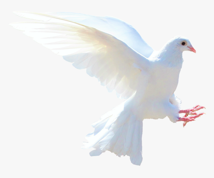 This Alt Value Should Not Be Empty If You Assign Primary - Voice Of Dove, HD Png Download