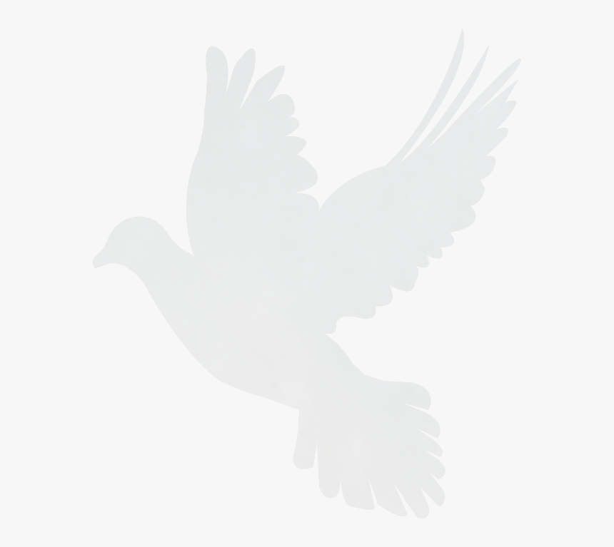 Stock Dove, HD Png Download