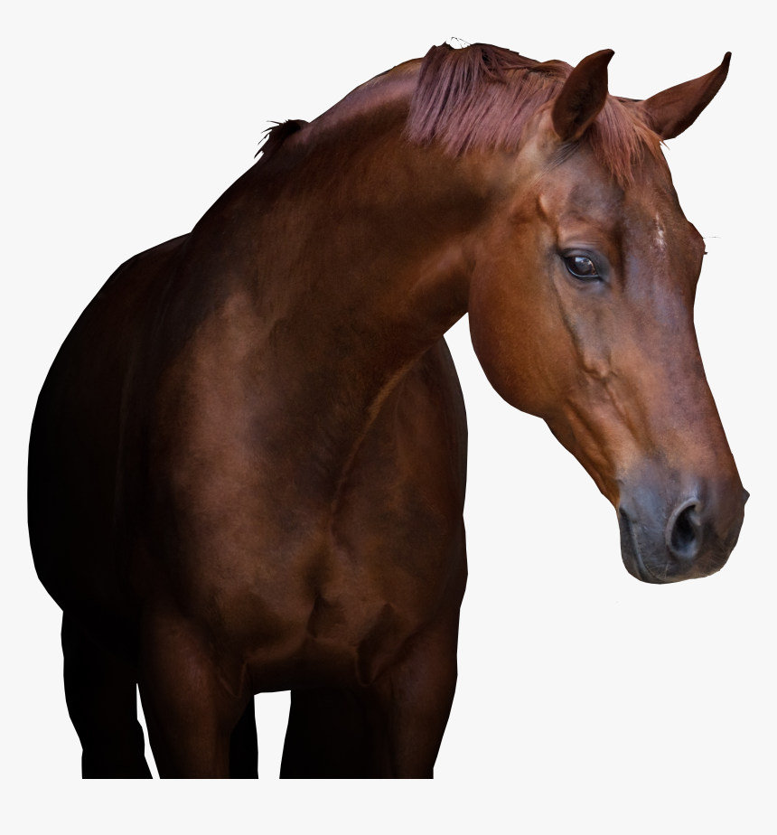 Equine Referral Hospital - Sorrel, HD Png Download