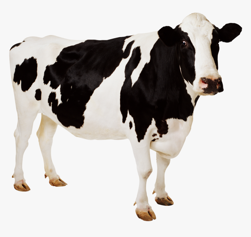 Cow Png, Transparent Png