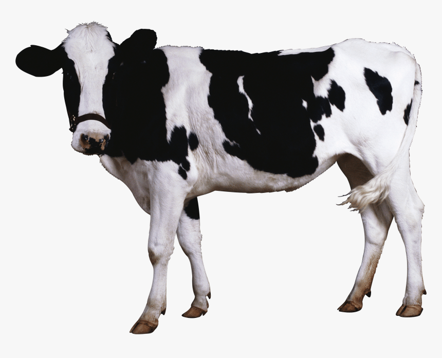 Black White Cow - Cow Png, Transparent Png