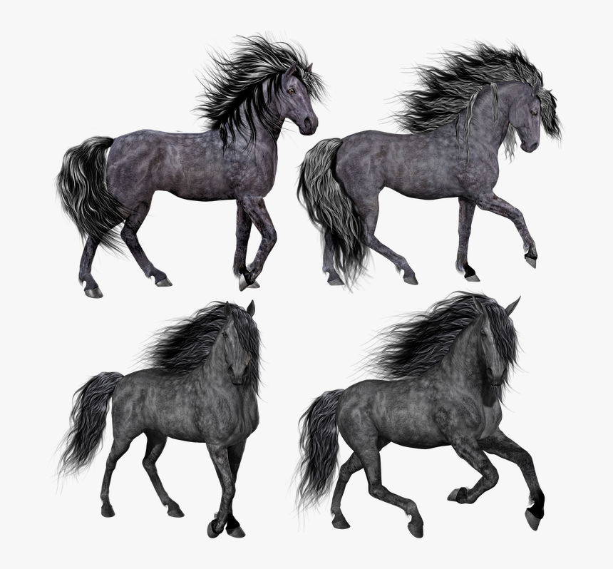 Horse, Pony, Mare, Stallion, Isolated, Black, Grey - Png Hair Horse, Transparent Png