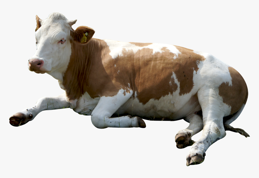 Cow Png, Transparent Png