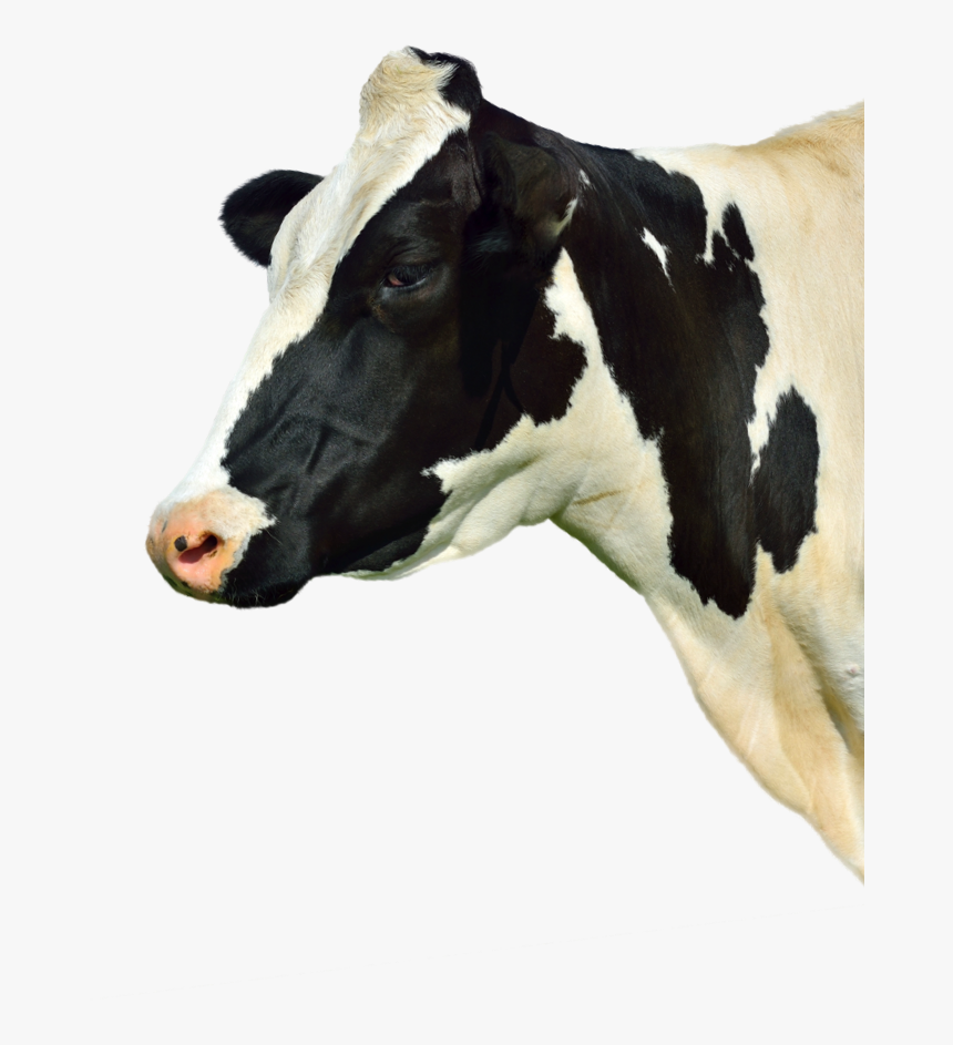 Dairy Cow, HD Png Download